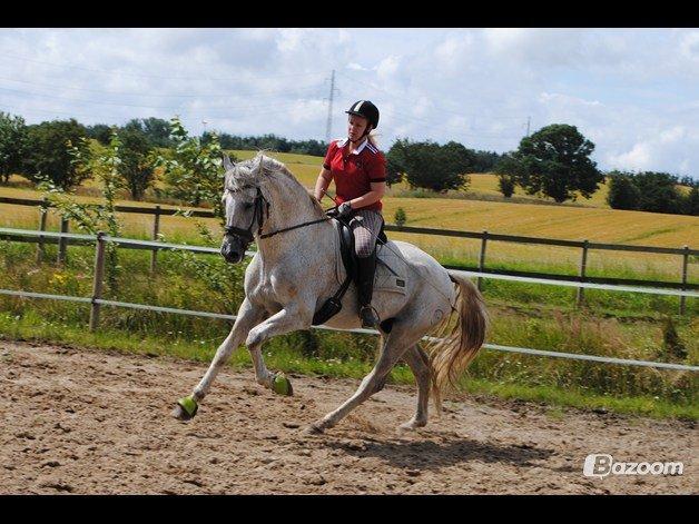 Pura Raza Española Guerrer billede 18