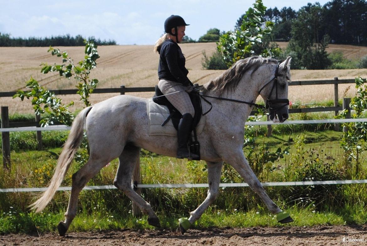 Pura Raza Española Guerrer billede 19