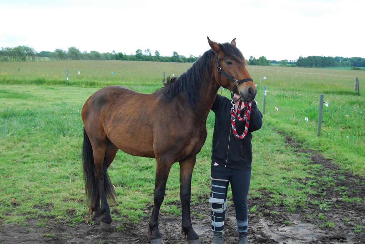 Barockpferd Kenai N billede 13