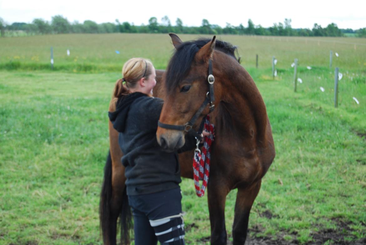 Barockpferd Kenai N billede 14