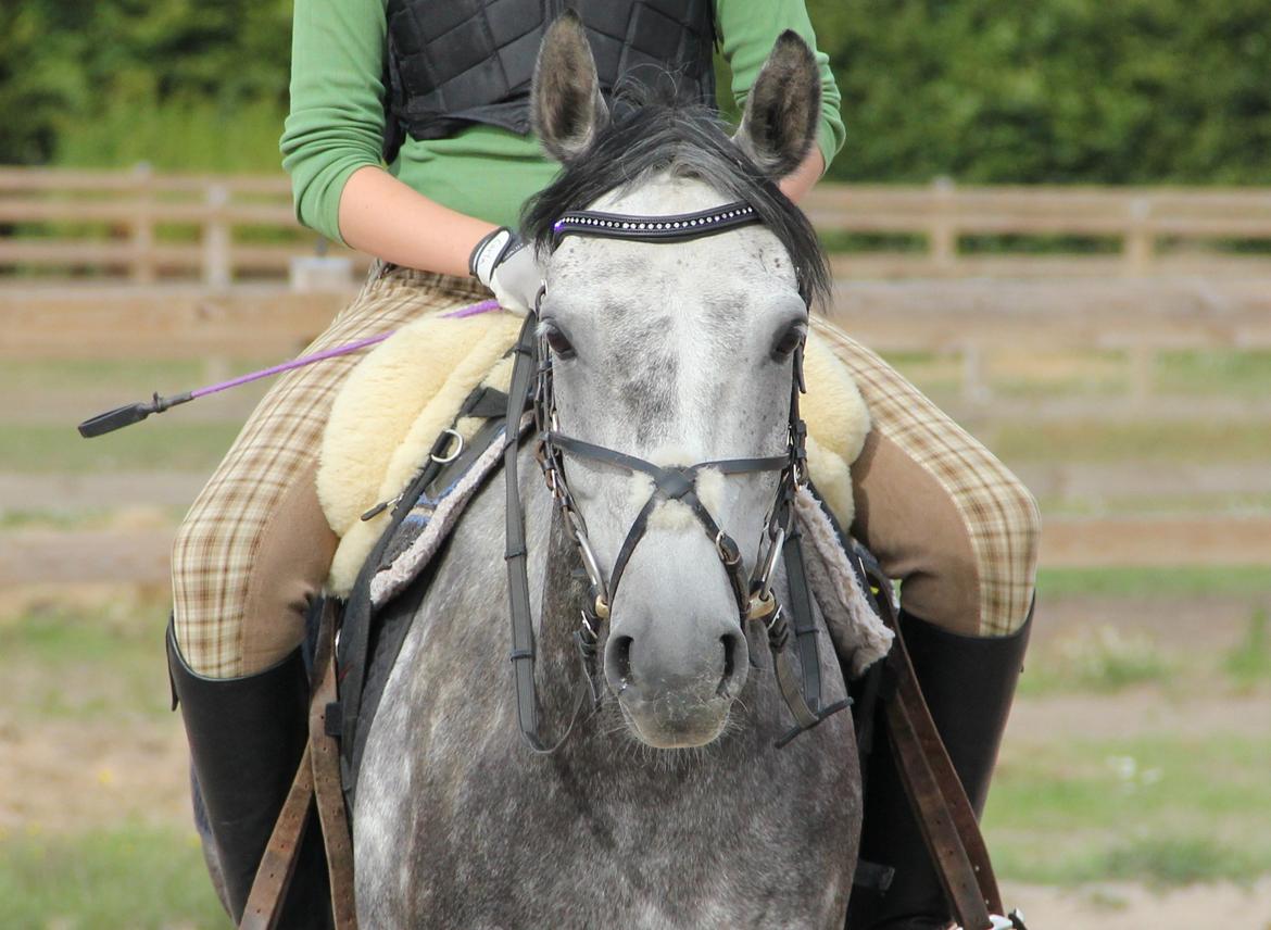 Anden særlig race Matcho billede 8