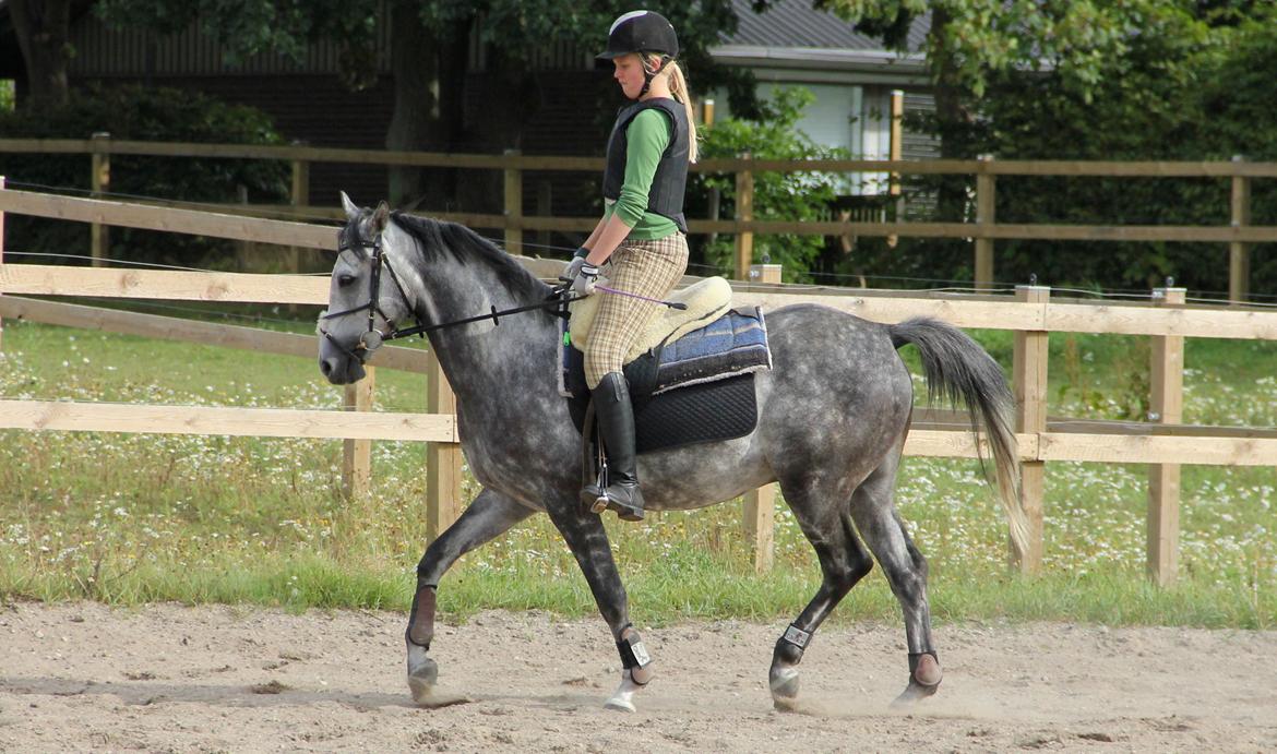 Anden særlig race Matcho billede 9