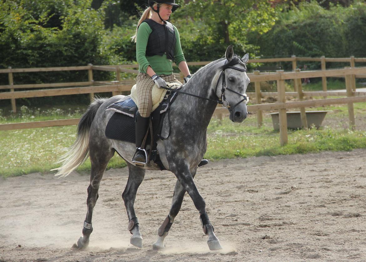 Anden særlig race Matcho billede 10