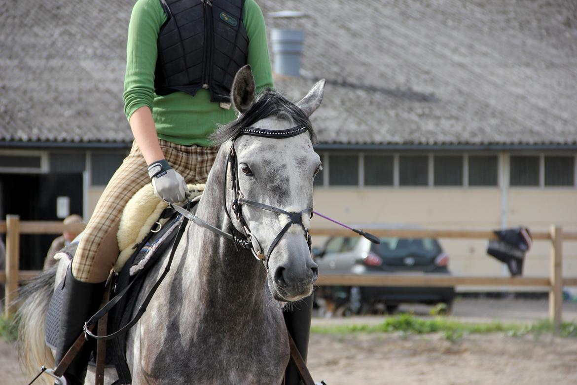 Anden særlig race Matcho billede 11