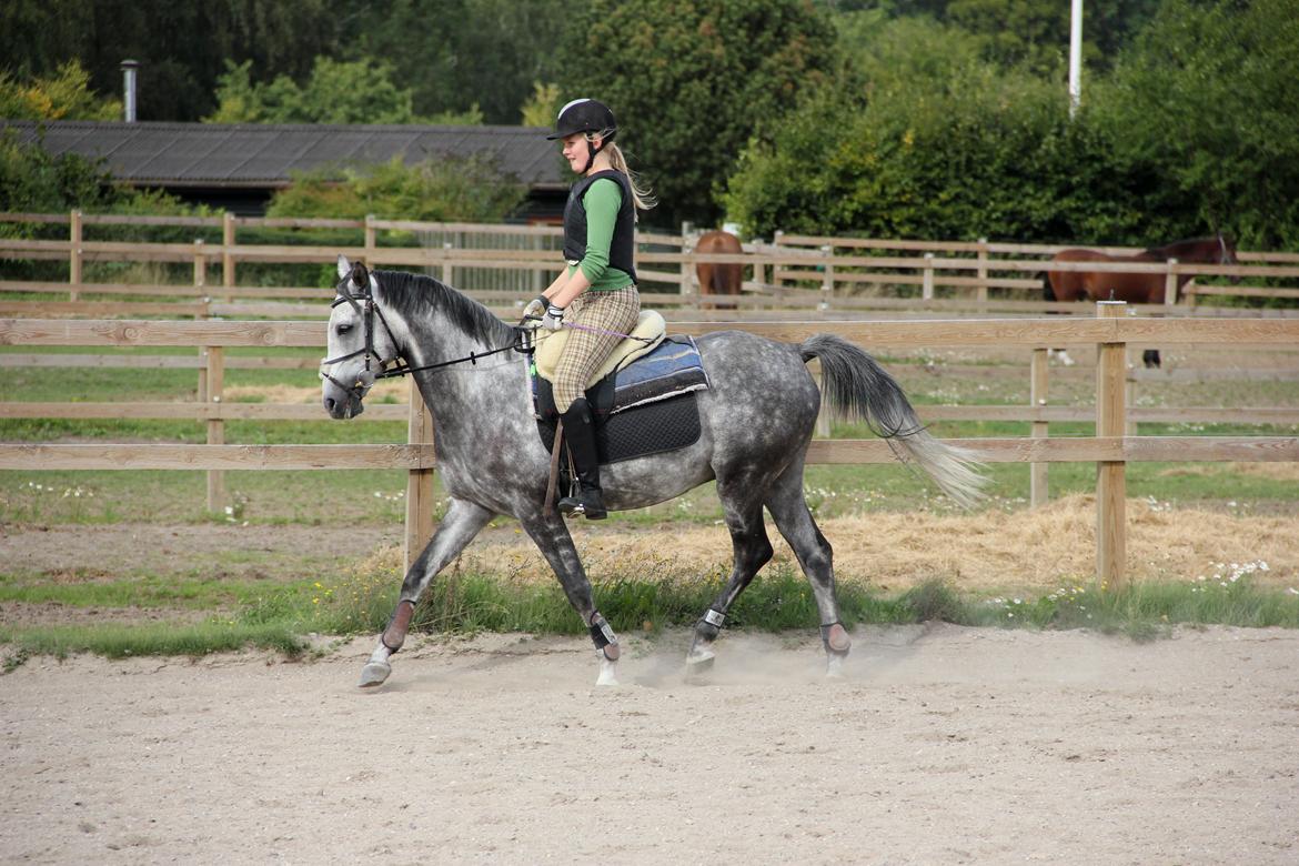 Anden særlig race Matcho billede 7