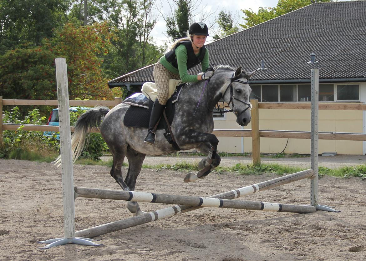 Anden særlig race Matcho billede 13