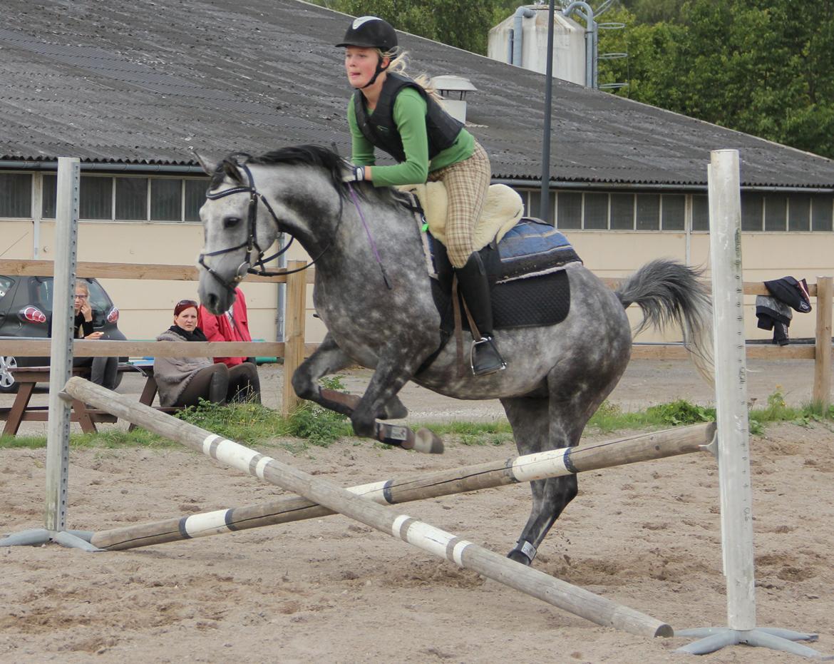 Anden særlig race Matcho billede 14