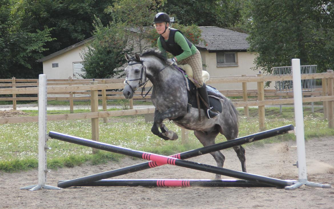 Anden særlig race Matcho billede 15
