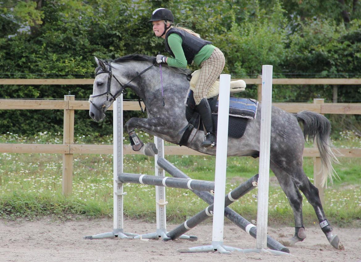 Anden særlig race Matcho billede 16