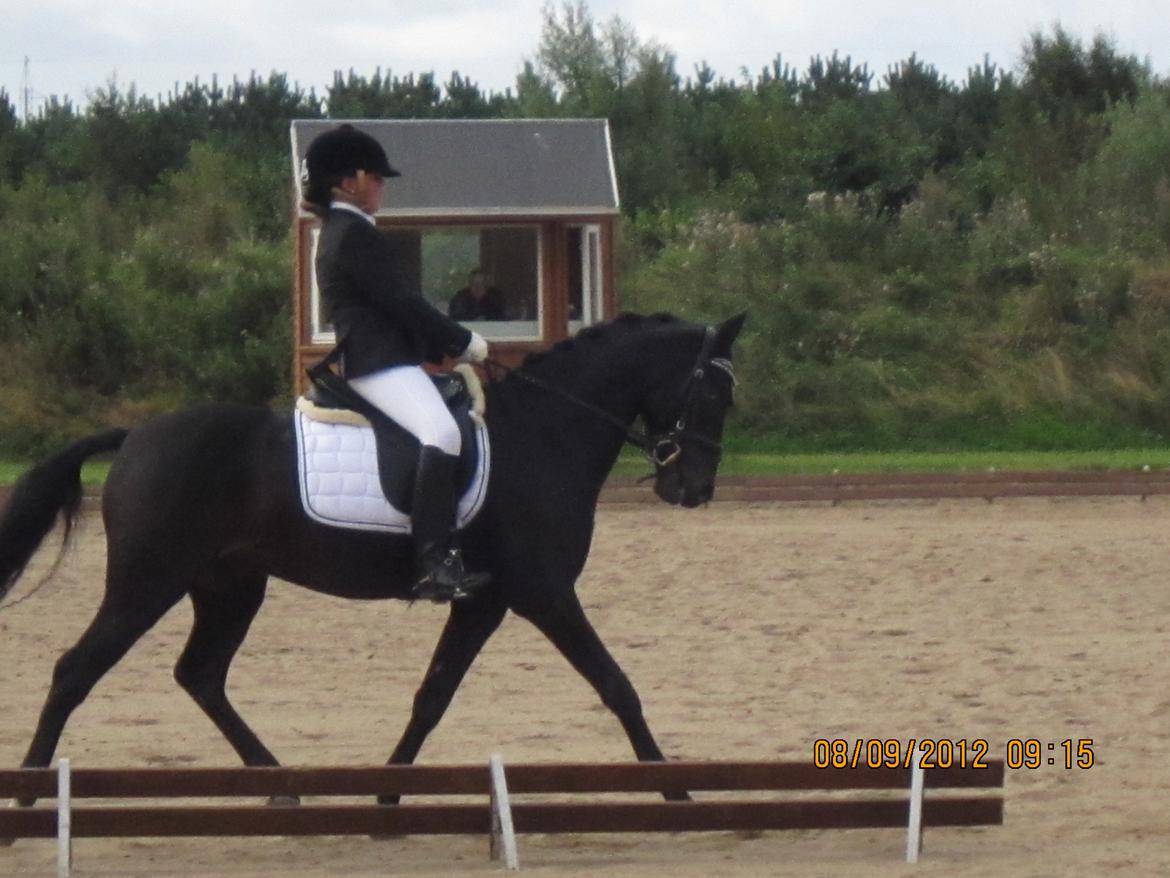 Tysk Sportspony Traeumer A-pony - Rider mit LA1program, Guldager sports rideklub. D. 8-9-12. billede 9