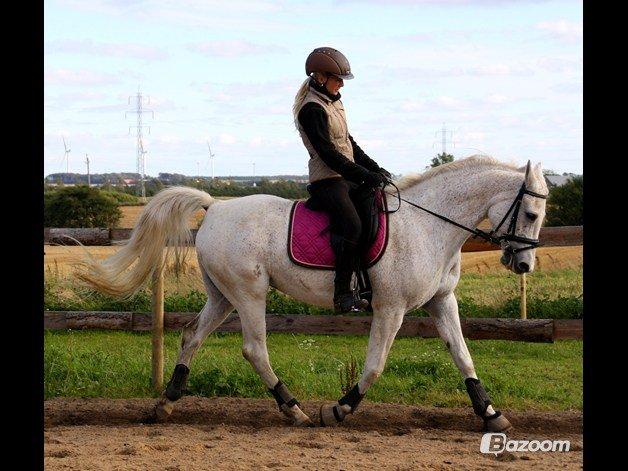 Shagya Araber (SH) Sv's O'balina Lightwood<3 - Fra den periode hvor vi red meget med bid..
Foto: Olivia billede 15