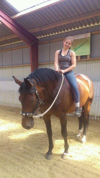 Dansk Varmblod Astoria billede 12