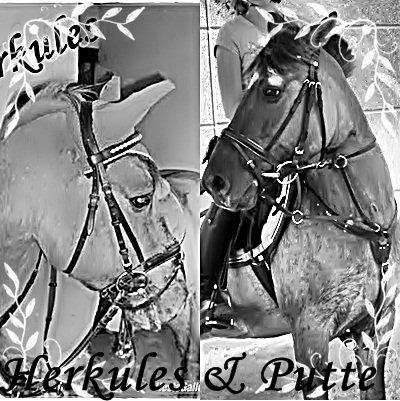 Konik Polski Herkules <3 billede 4