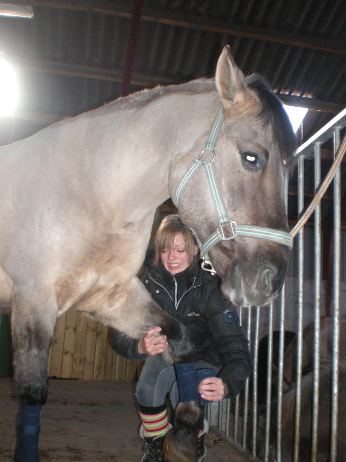 Konik Polski Herkules <3 billede 5