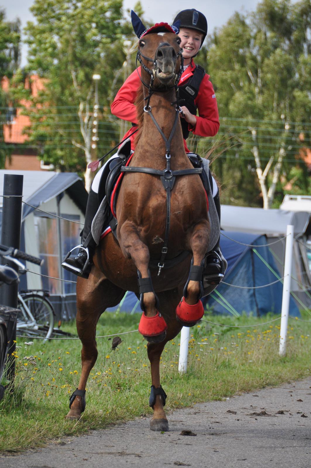 Tysk Sportspony maggie<3 billede 12