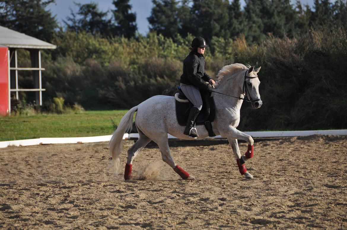 Sportsaraber (A) Ghost - Himmelhest <3 billede 2