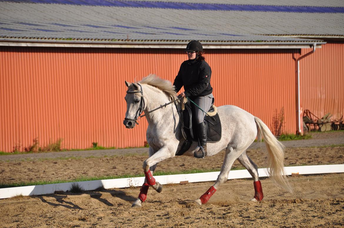 Sportsaraber (A) Ghost - Himmelhest <3 billede 4