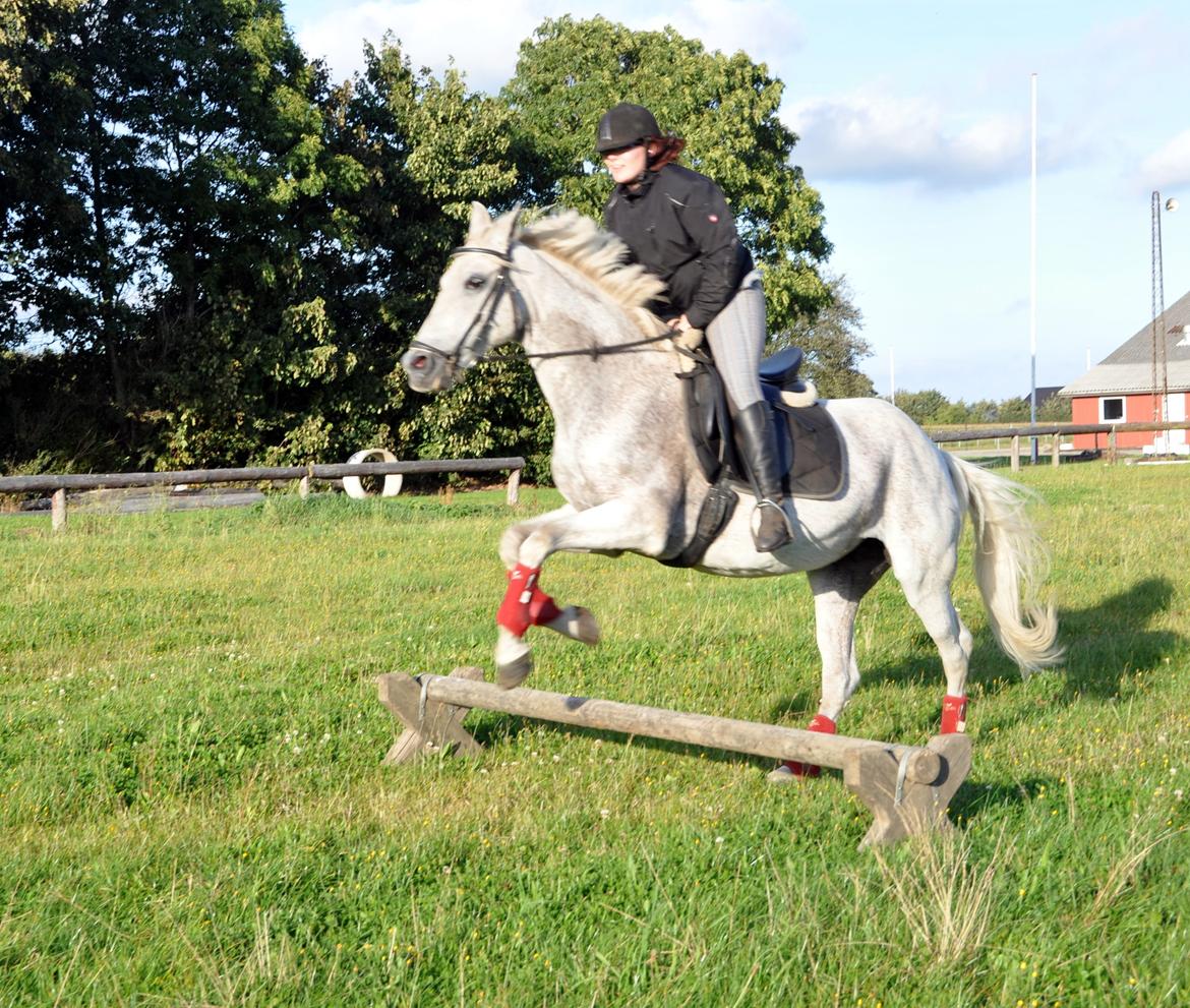 Sportsaraber (A) Ghost - Himmelhest <3 billede 5