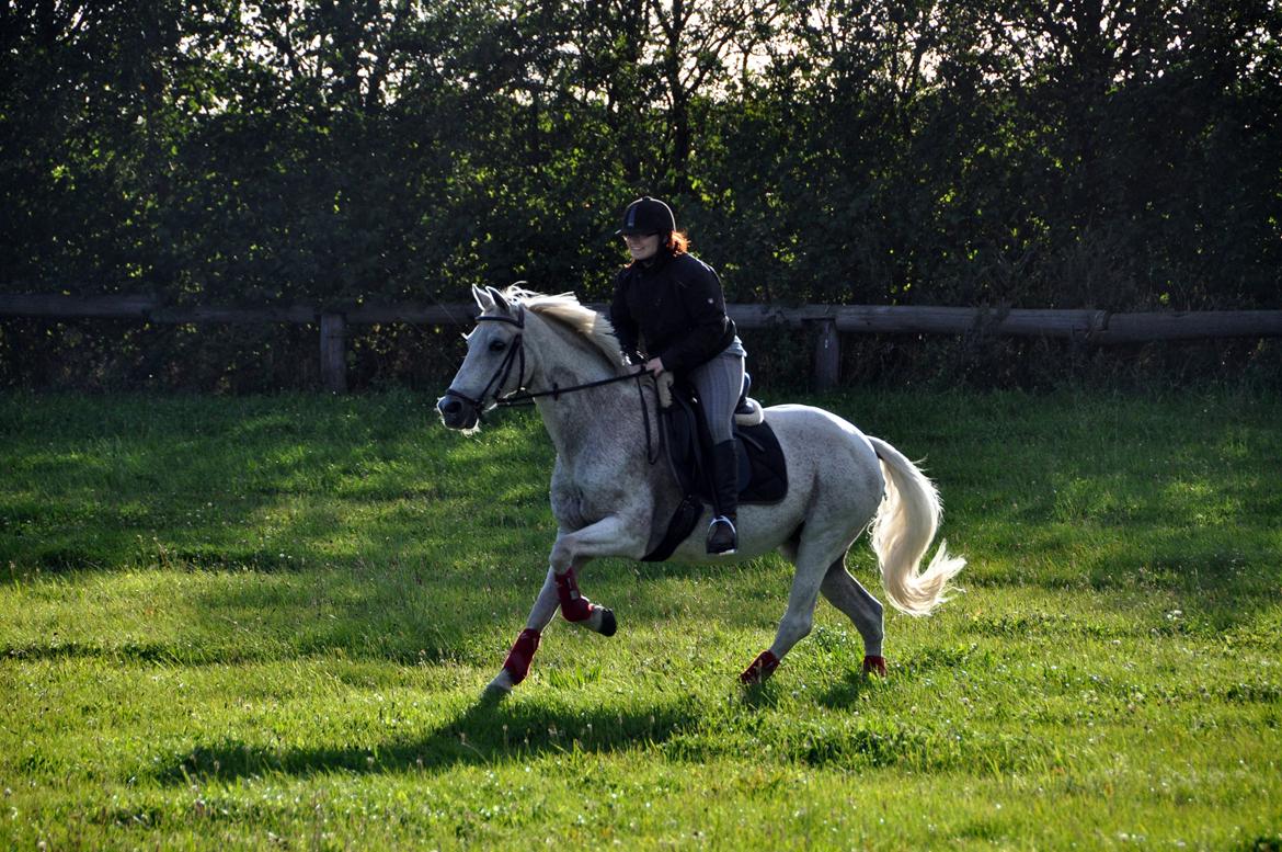 Sportsaraber (A) Ghost - Himmelhest <3 billede 6