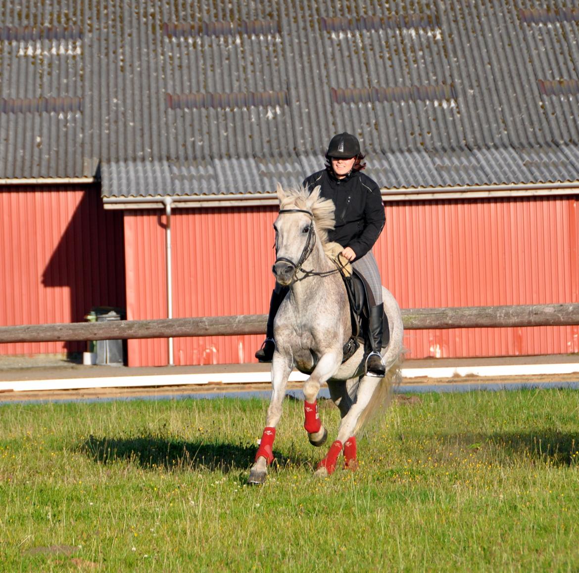 Sportsaraber (A) Ghost - Himmelhest <3 billede 7