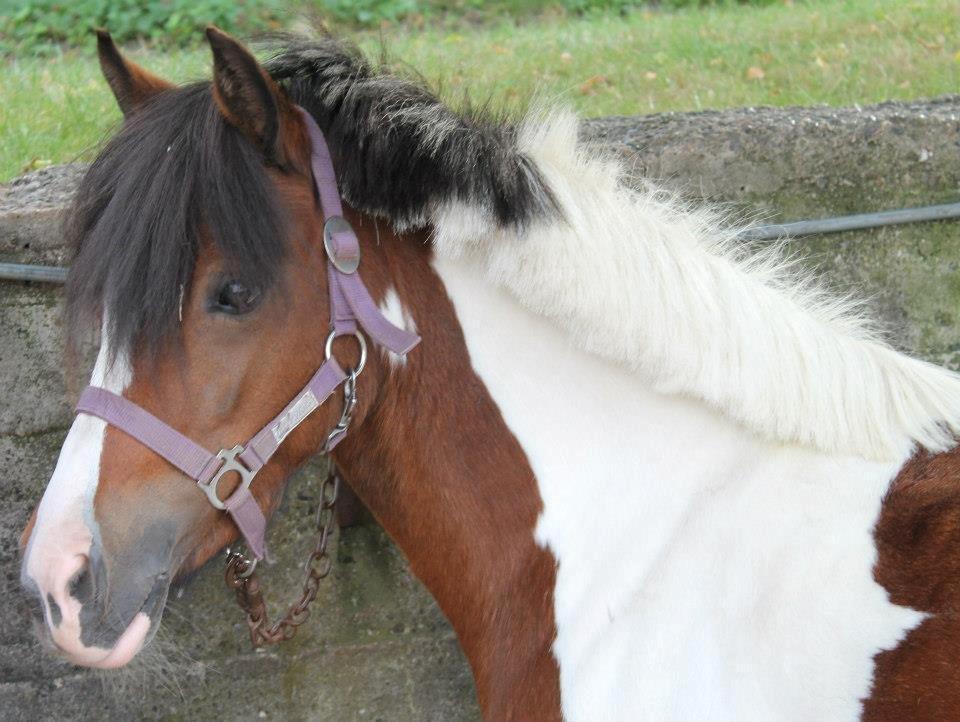 Anden særlig race Miss Charming billede 7