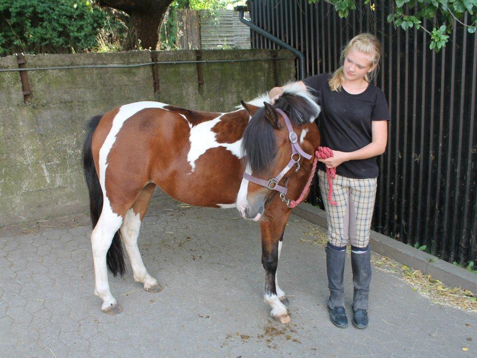 Anden særlig race Miss Charming billede 8