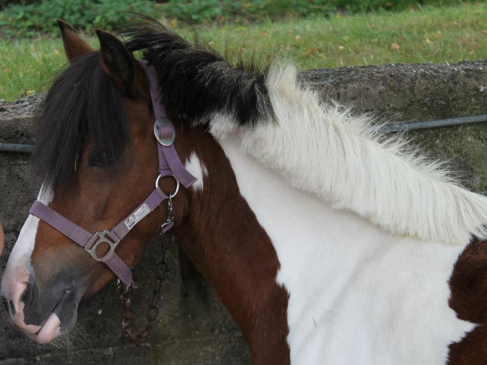 Anden særlig race Miss Charming billede 12