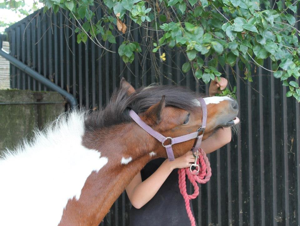 Anden særlig race Miss Charming billede 16