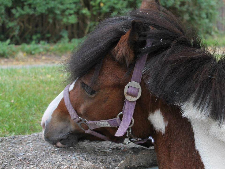 Anden særlig race Miss Charming billede 18