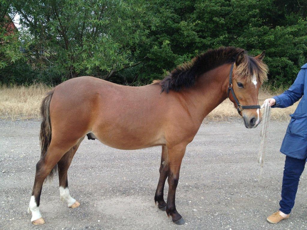 Anden særlig race Mosegaardens Surprice "lille mand" - 8 mdr. gammel se hvor stor jeg er blevet <3 billede 12