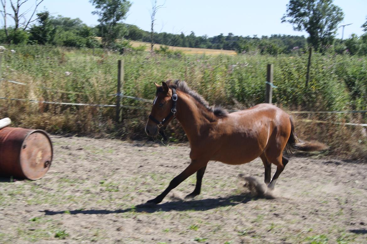 Anden særlig race Mosegaardens Surprice "lille mand" - 9 mdr. gammel det er farligt :/ billede 13