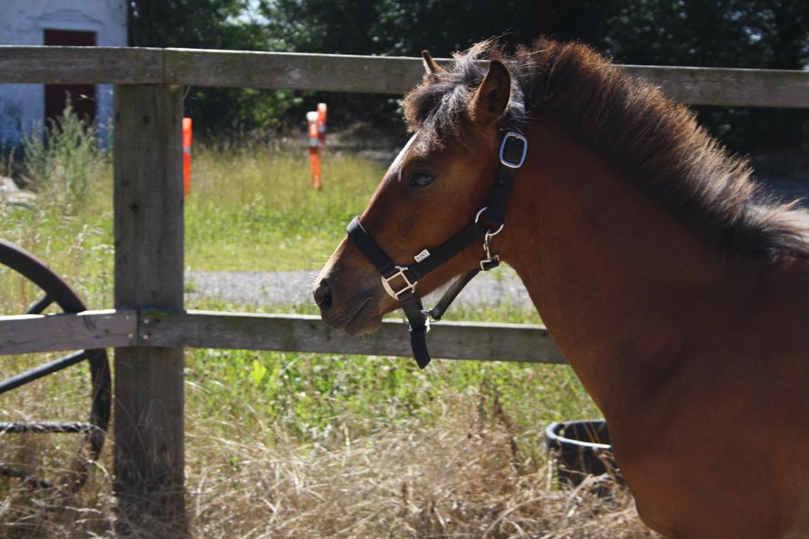 Anden særlig race Mosegaardens Surprice "lille mand" - 9 mdr. lige et billede af mit hovede :)
 billede 14