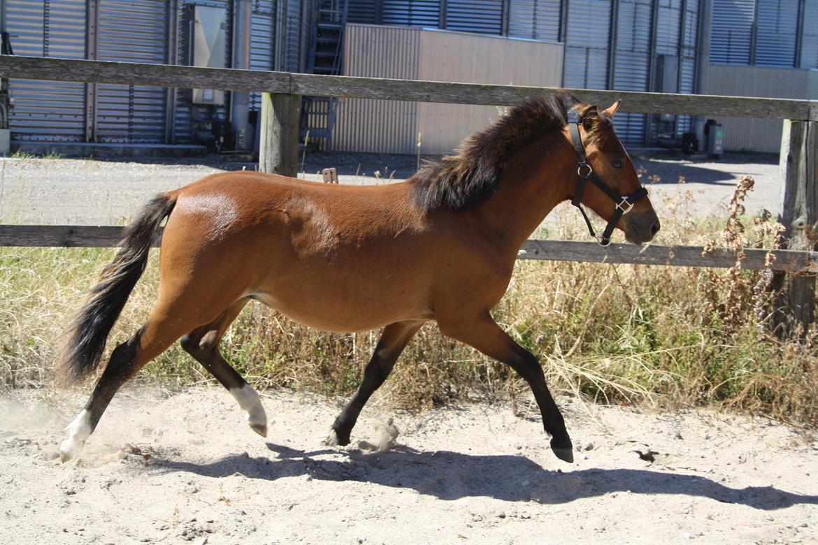 Anden særlig race Mosegaardens Surprice "lille mand" - 9 mdr. se min lækker trav :D  billede 16