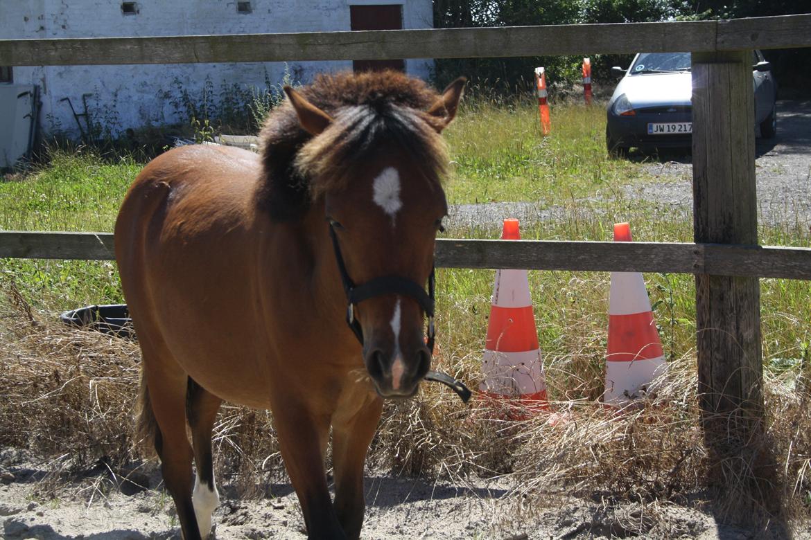 Anden særlig race Mosegaardens Surprice "lille mand" - 9 mdr. okay jeg kommer nu :)  billede 15
