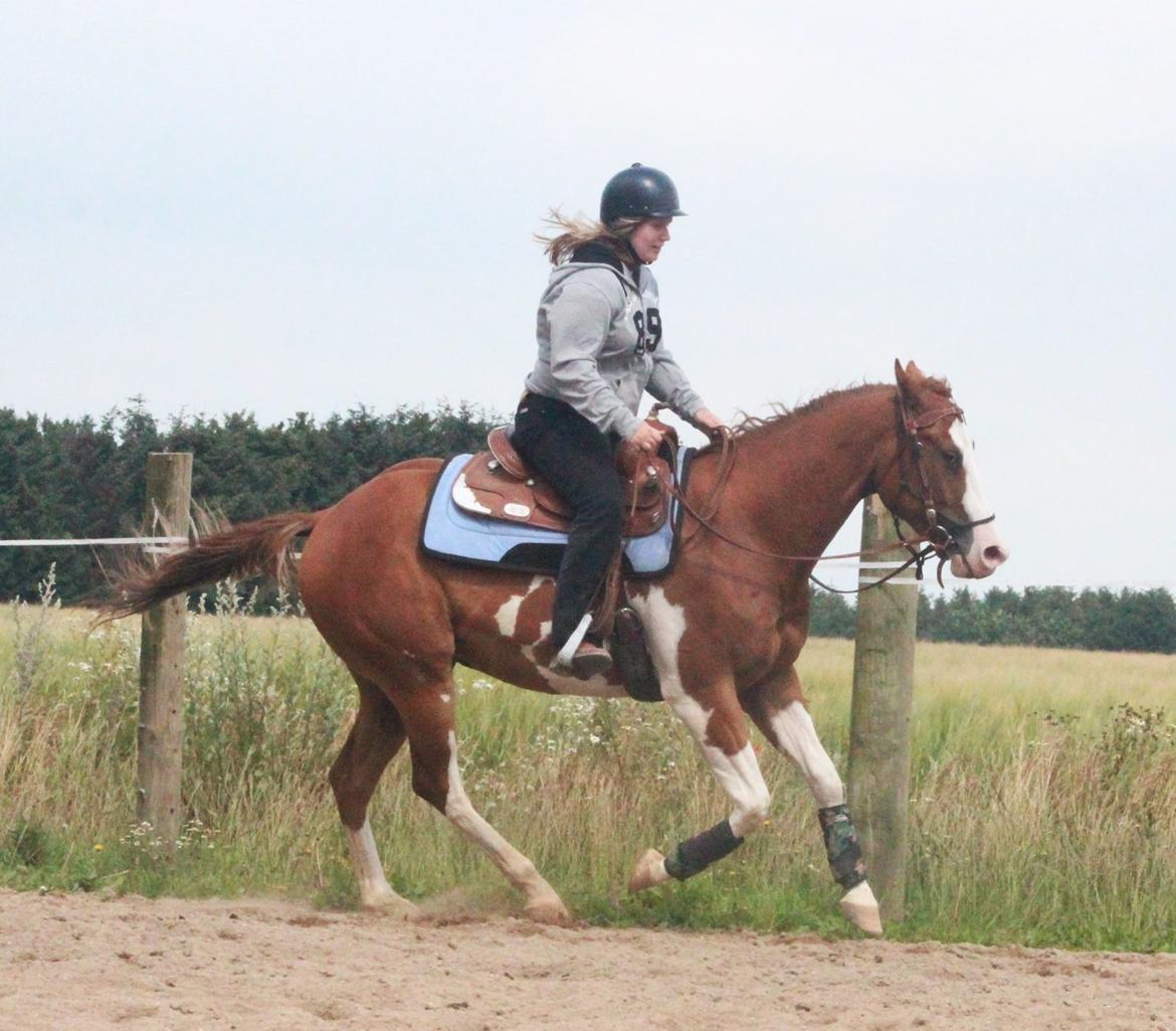 Paint CLP Sweet Little Pistol (død) - Anden gang jeg selv galopere ham. Det var i sommerferien. TAK John Lissau for hjælpen billede 18