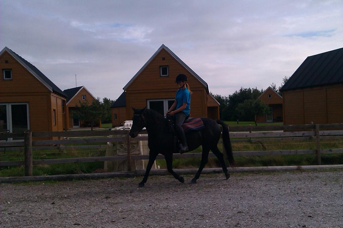 Anden særlig race Gabby - Gabby i trav. billede 12