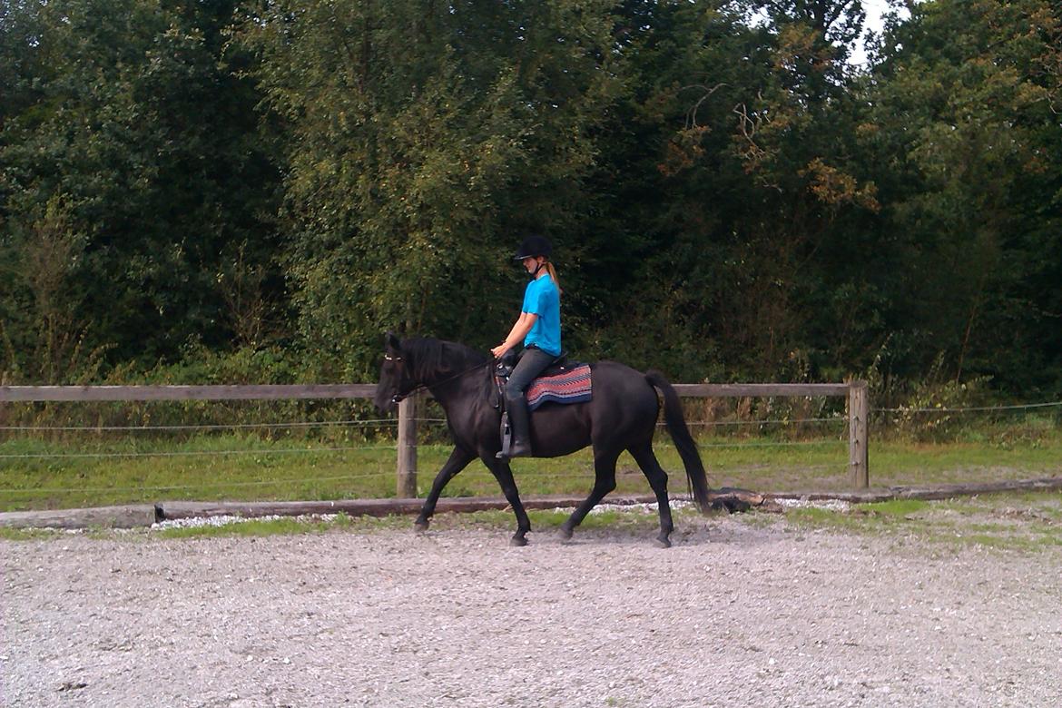 Anden særlig race Gabby - Trav. billede 13