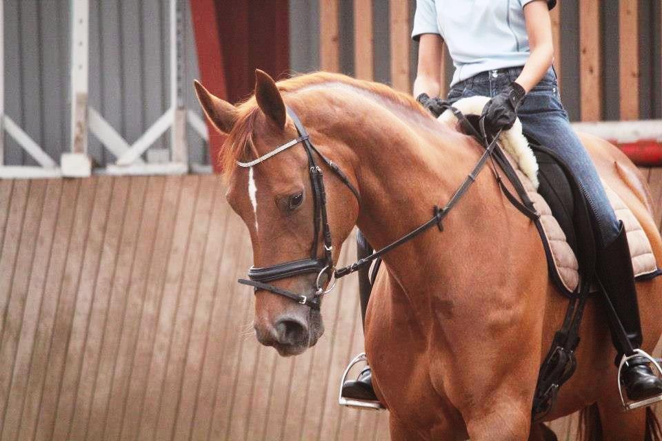 Anden særlig race Westsite Kalimero - D. 22-08-2012. billede 16