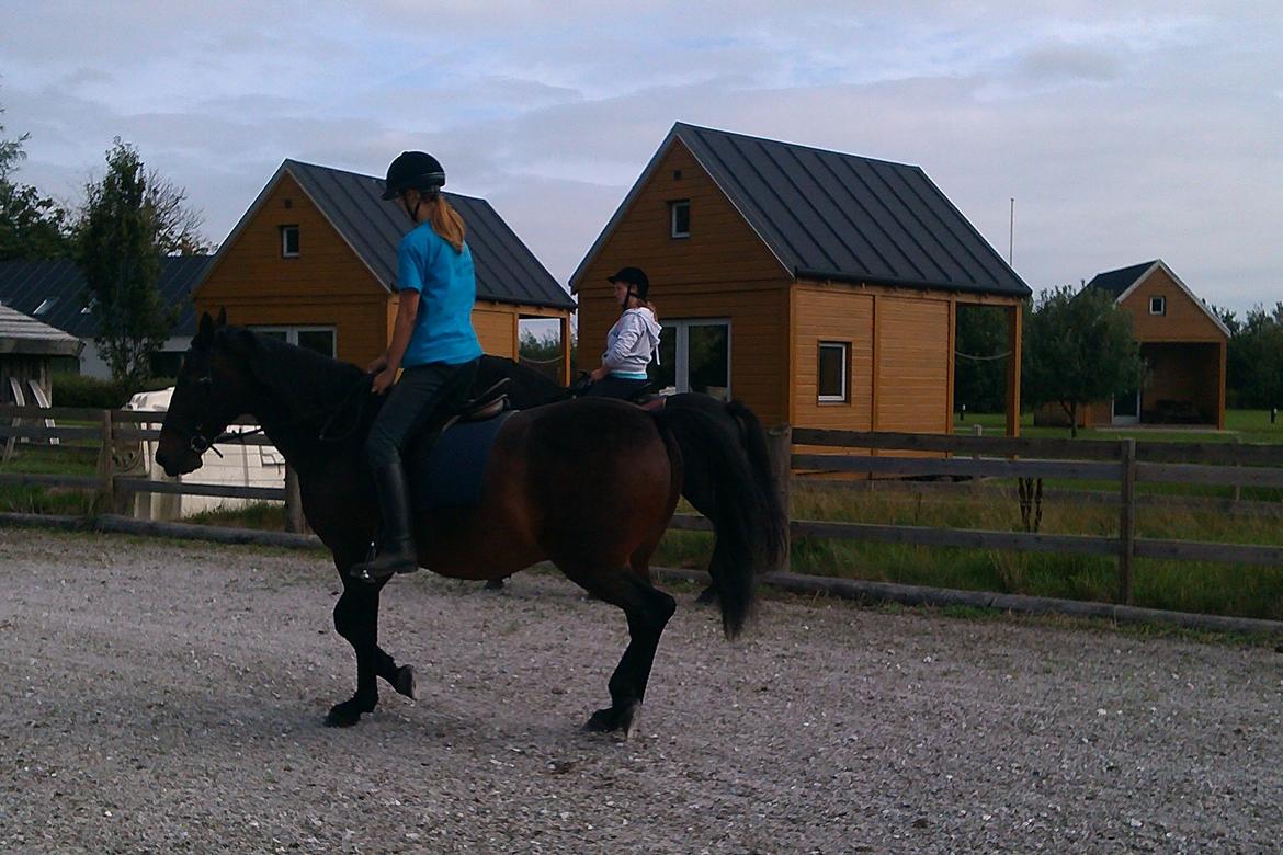 Anden særlig race Sati billede 9