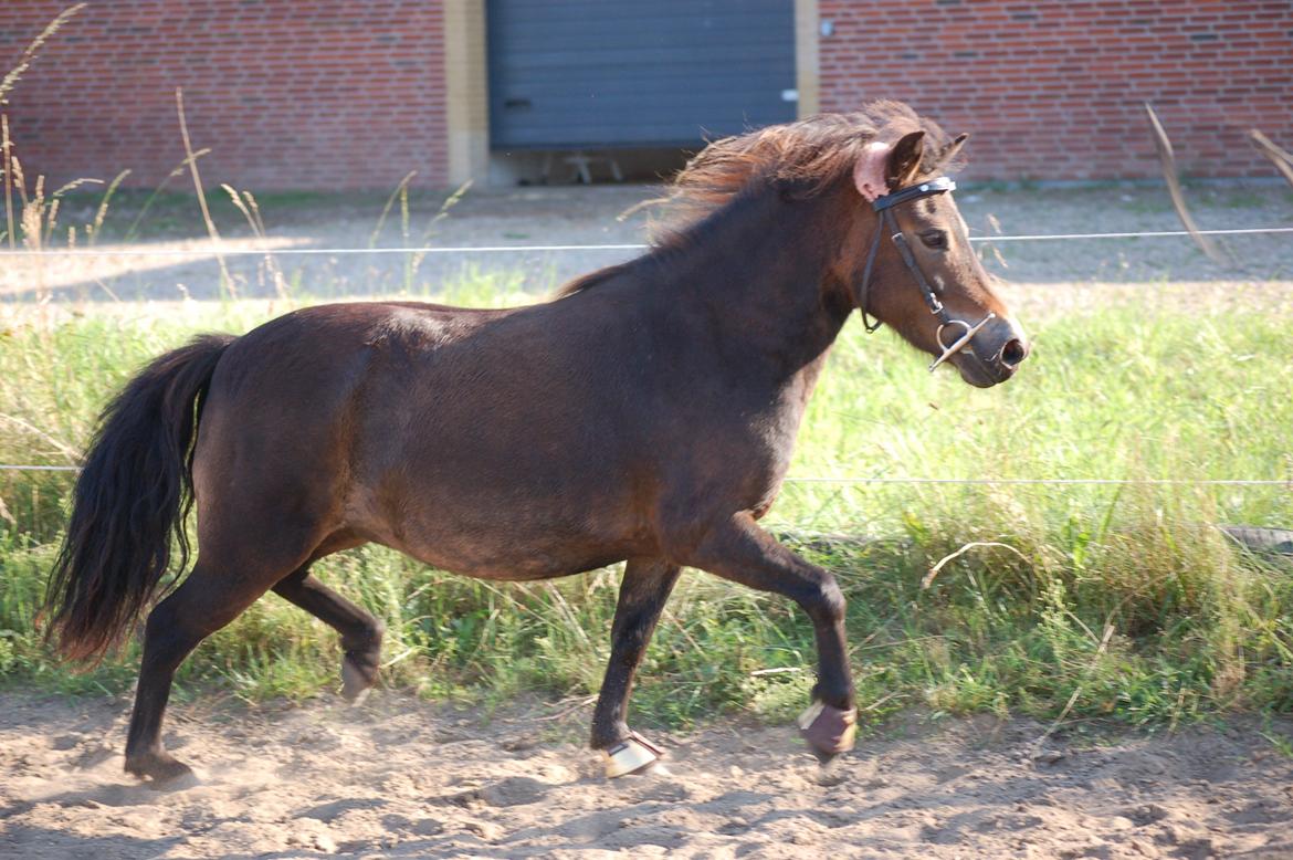 Shetlænder Bogøs Lady billede 3