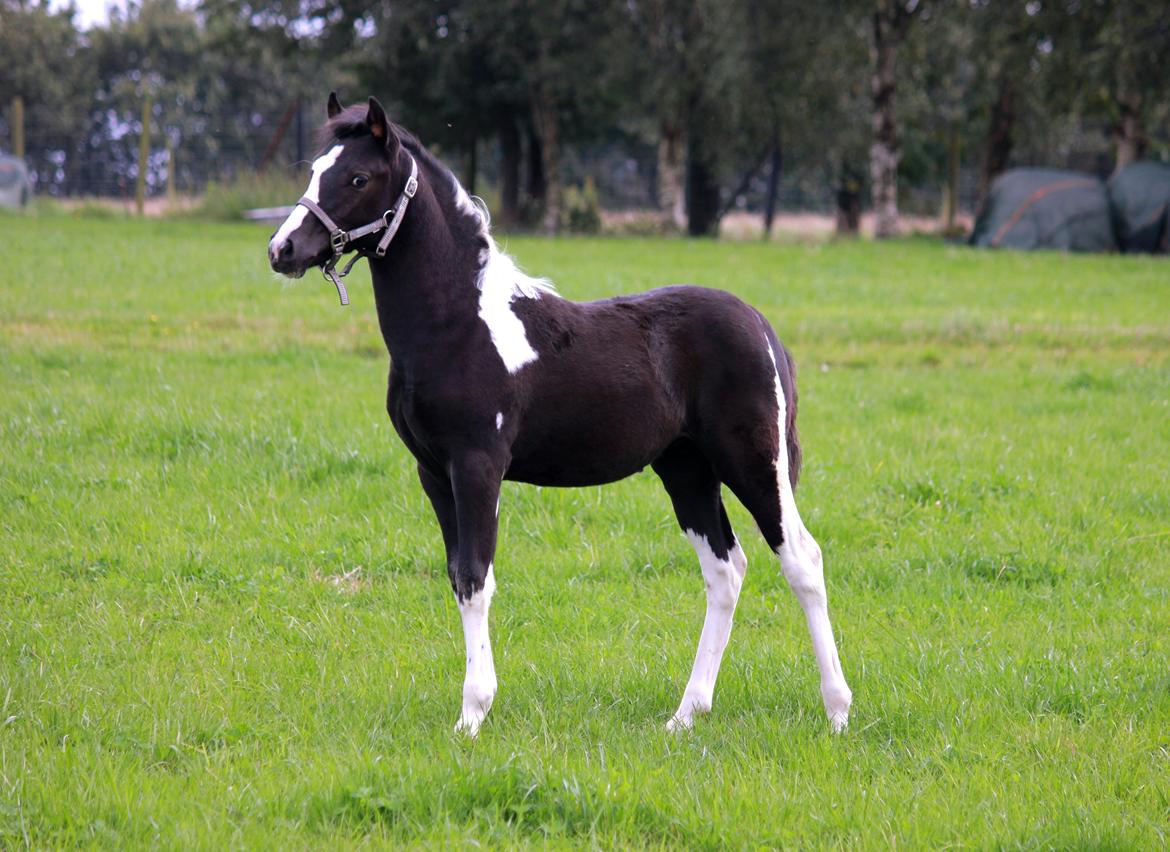 Anden særlig race Lundgårdens Porsche billede 1