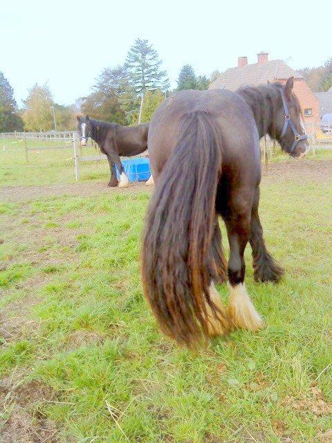 Irish Cob Stald Lenders Lady Loreena billede 2