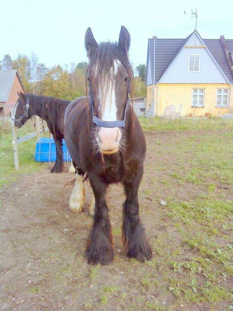 Irish Cob Stald Lenders Lady Loreena billede 3