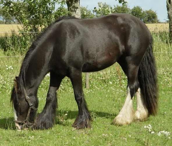 Irish Cob Stald Lenders Lady Loreena billede 4