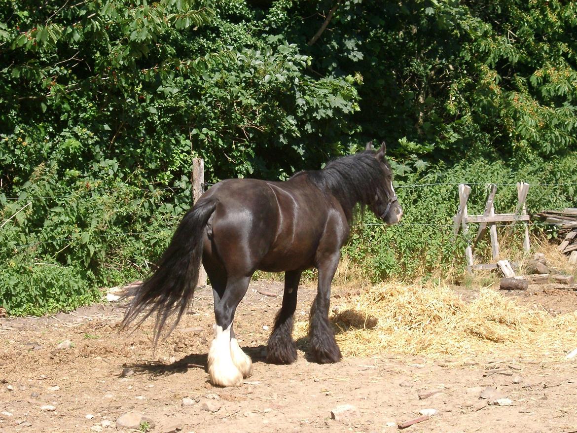 Irish Cob Stald Lenders Lady Loreena billede 5