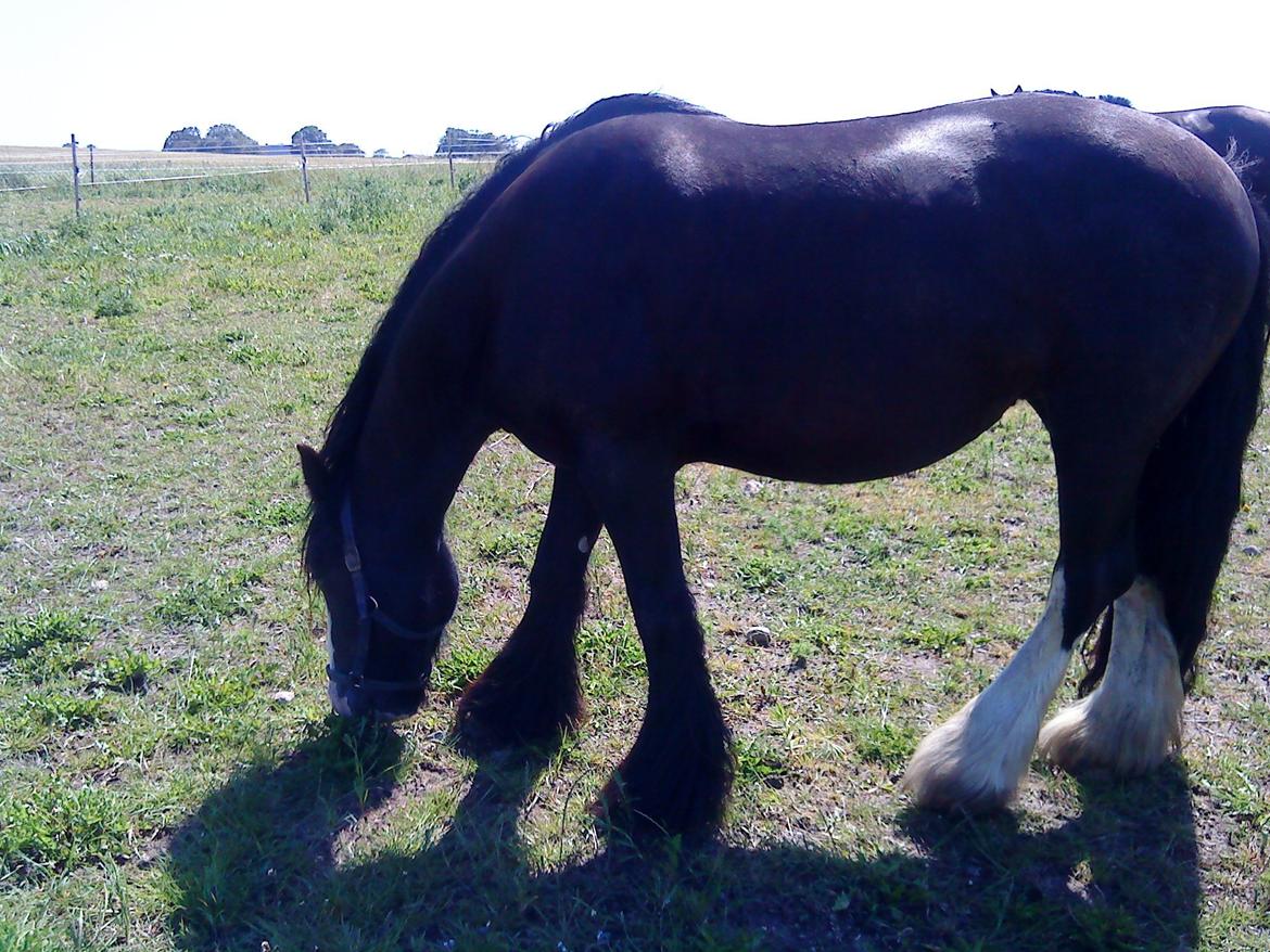 Irish Cob Stald Lenders Lady Loreena billede 6