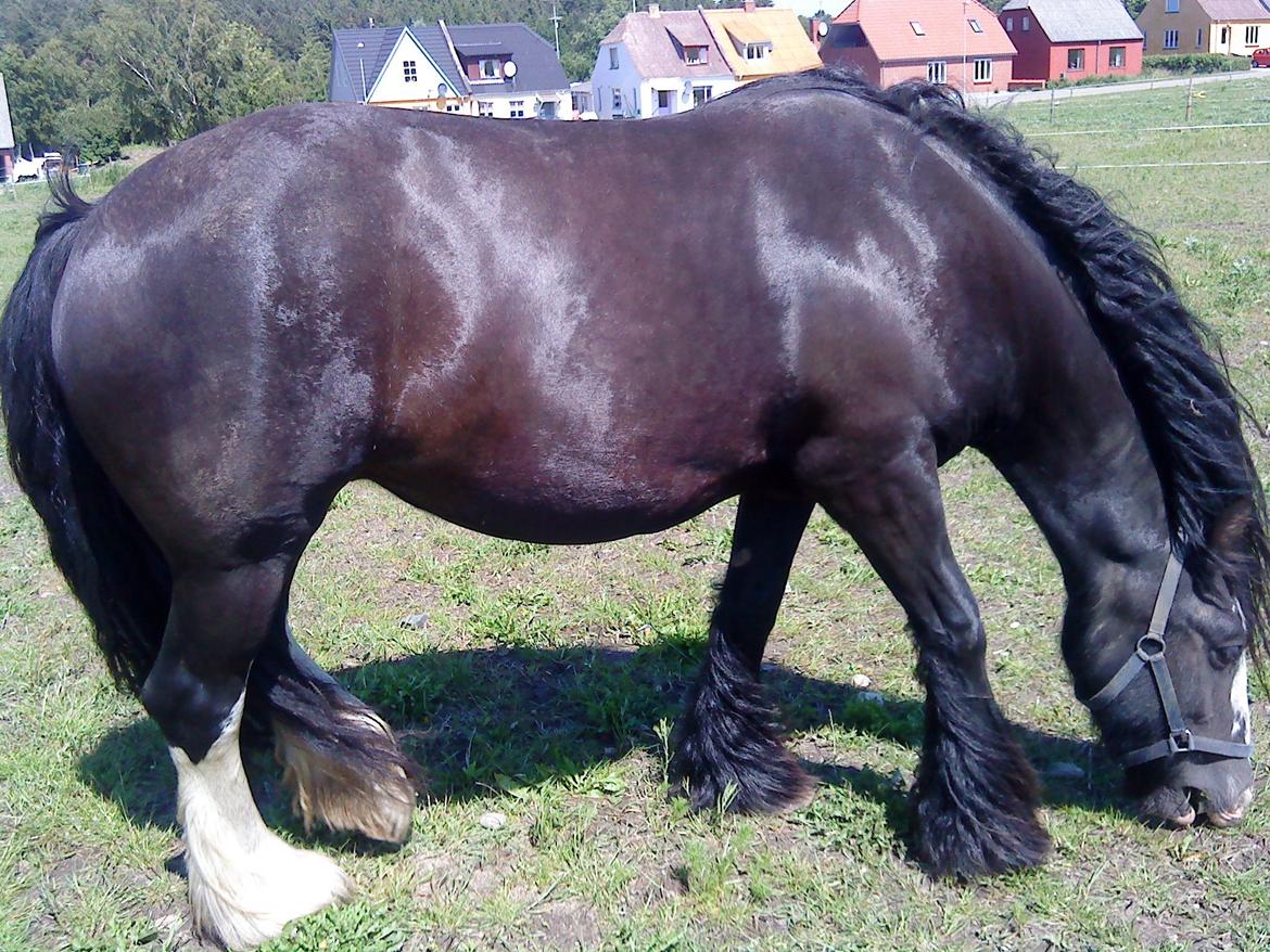 Irish Cob Stald Lenders Lady Loreena billede 8