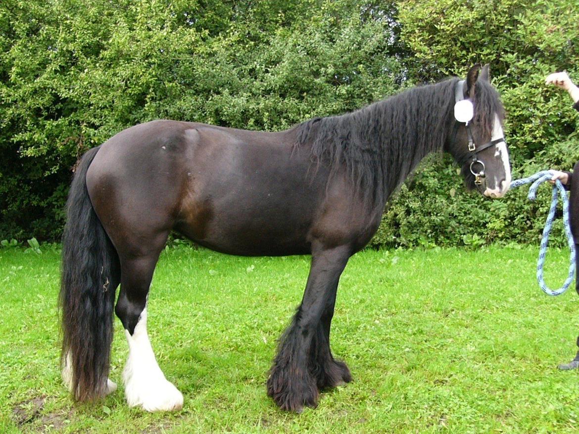 Irish Cob Stald Lenders Lady Loreena billede 11