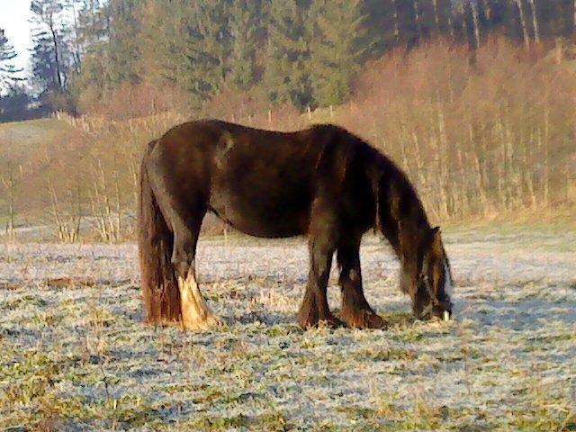 Irish Cob Stald Lenders Lady Loreena billede 13