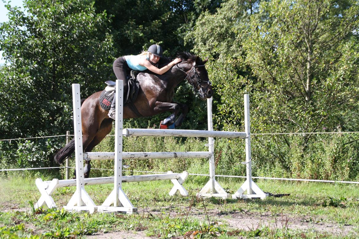 Tysk Sportspony Daalin billede 1